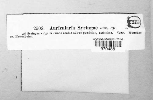 Auricularia syringae image
